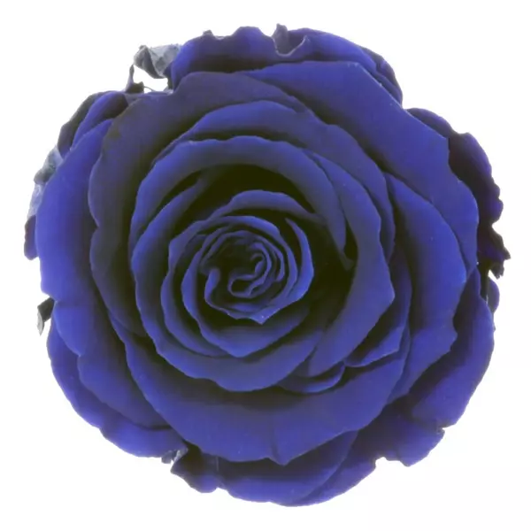 Бутоны розы "Dark Blue" (Extra)