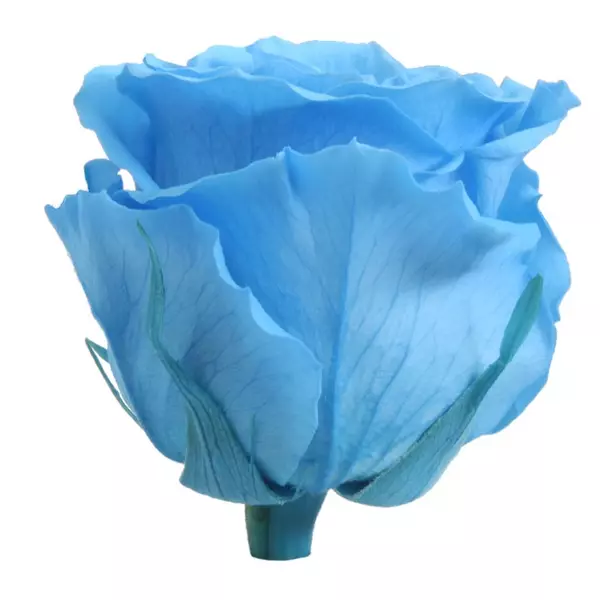 Бутоны розы "Light Blue" (Extra)