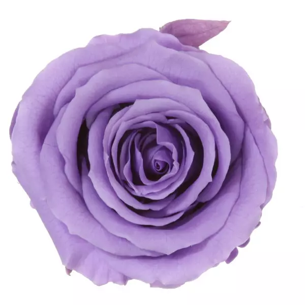 Бутоны розы "Lilac" (Extra)