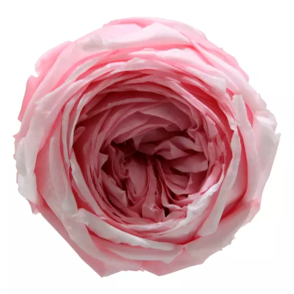Бутоны розы садовой "Pastel Pink"