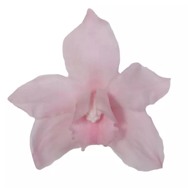 Бутоны орхидеи "Rosa Pastel" Sumbidium