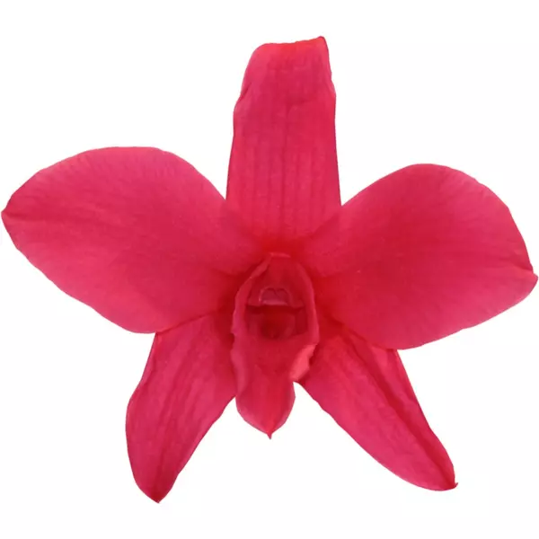 Бутоны орхидеи "Rosa Osruro" Dendrobium