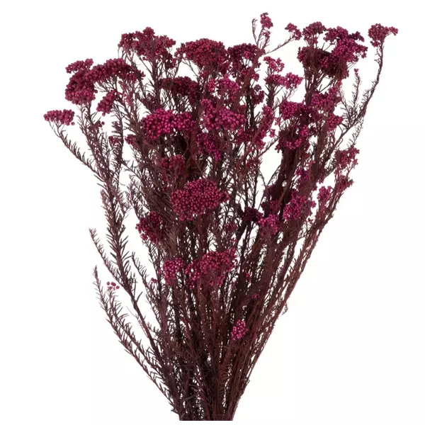 Озотамнус "Helychrisium Diosmifolium Natural" (Red)