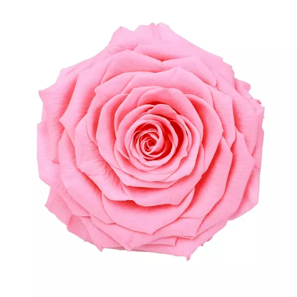 Бутон розы "Pink"