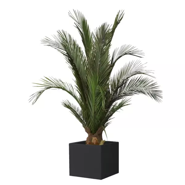 Финиковая пальма кустовая 150 см