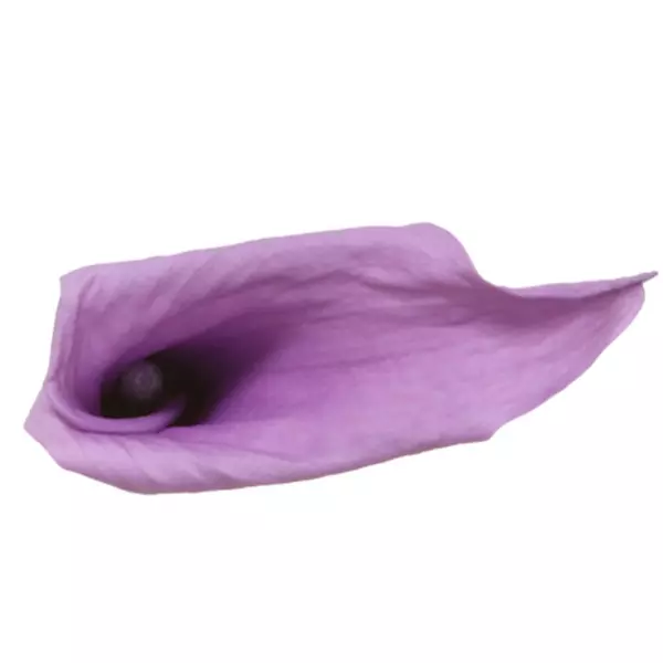 Калла стабилизированная "Lilac" (Mini)