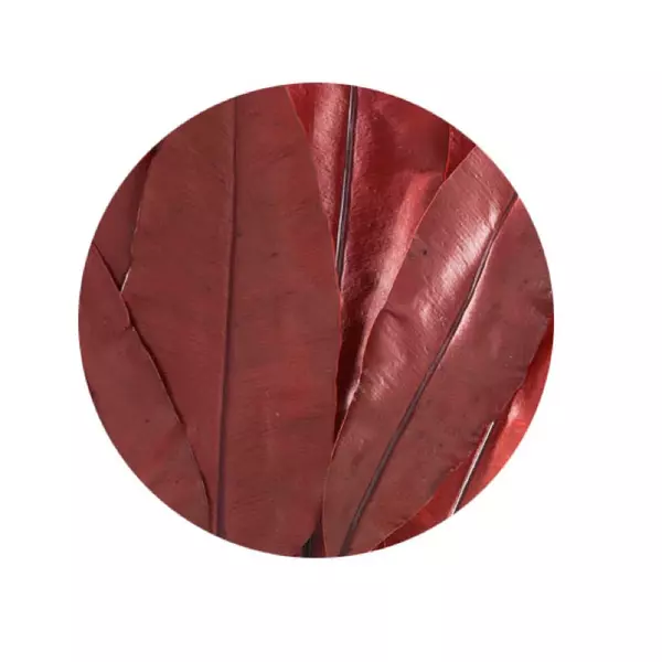 Tropical Leaf "Red"