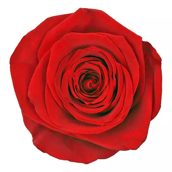 Бутоны розы "Red" (Queen)