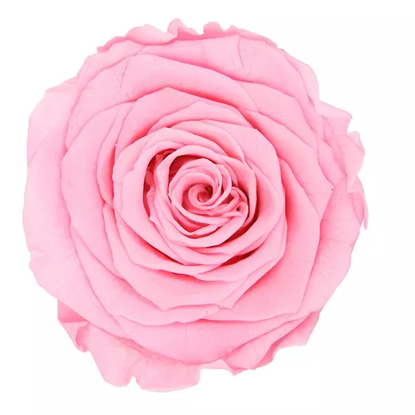 Бутоны розы "Pastel Pink" (Queen)
