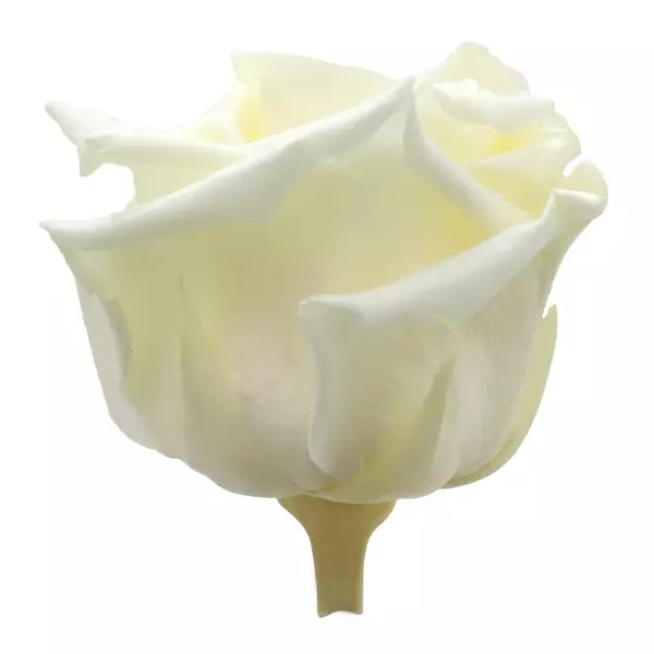 Бутоны розы "Vanila Cream" (Standard)
