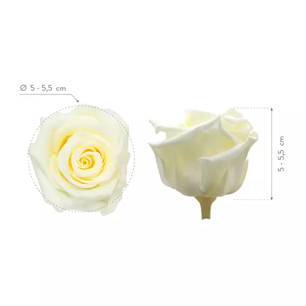 Бутоны розы "Vanila Cream" (Standard)