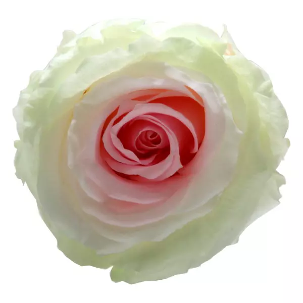 Стабилизированные бутоны розы (Extra) tricolor