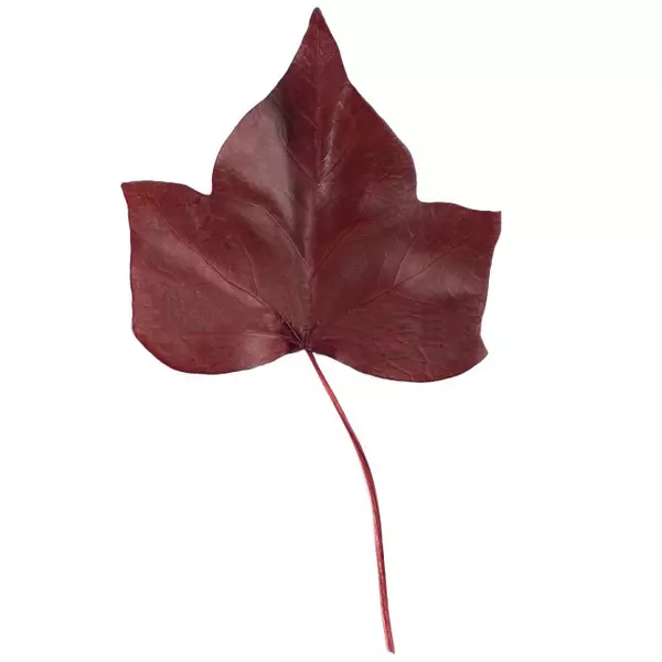 Лист Плюща "Ivy Hedera" (Red) 15-25 см.