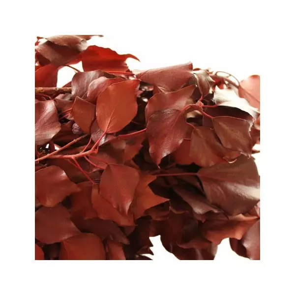 Стабилизированные ветви плюща древесного "Hedera Arborea RED" (30-60)