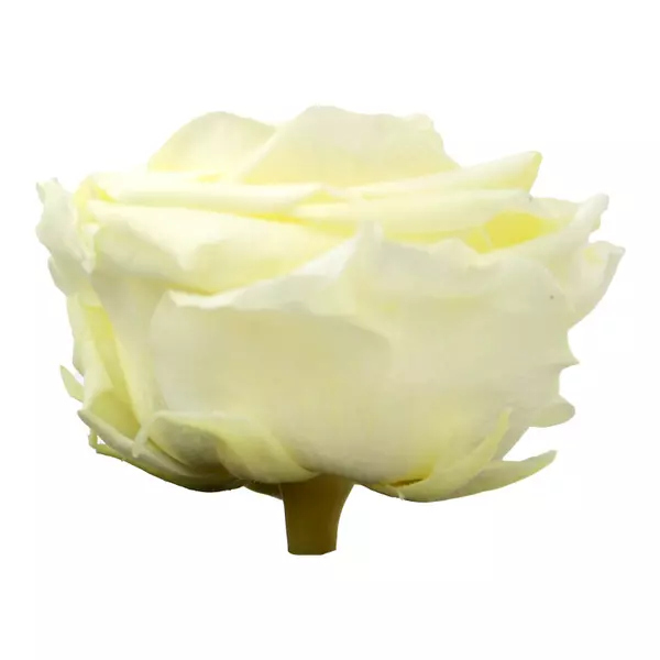Бутоны розы "Vanilla" (Premium)