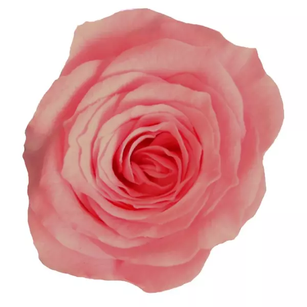 Бутоны розы "Pastel Pink" (Princess)