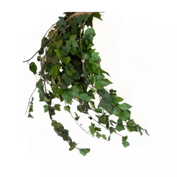 Стабилизированные ветви древесного плюща "Ivy - Hedera Helix" ( XL)