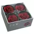 Бутоны розы "Cherry Blossom" (Premium)