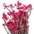 Озотамнус "Helychrisium Diosmifolium Natural" (Pink)