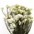 Стабилизированные ветви "Helychrisium Diosmifolium Natural" ( White)