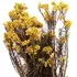 Озотамнус "Helychrisium Diosmifolium Natural" (Yellow)