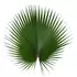 Стабилизированные ветви пальмы "Washingtonia Filifera" 40-140 см