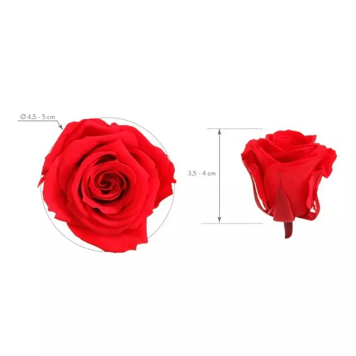 Бутоны розы "Bridal Rose" (Medium)