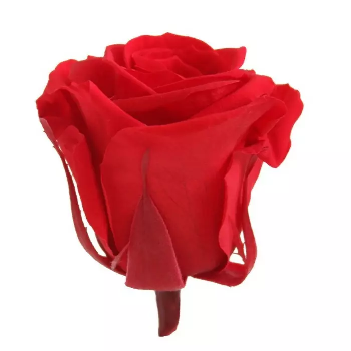 Бутоны розы "Red" (Medium)