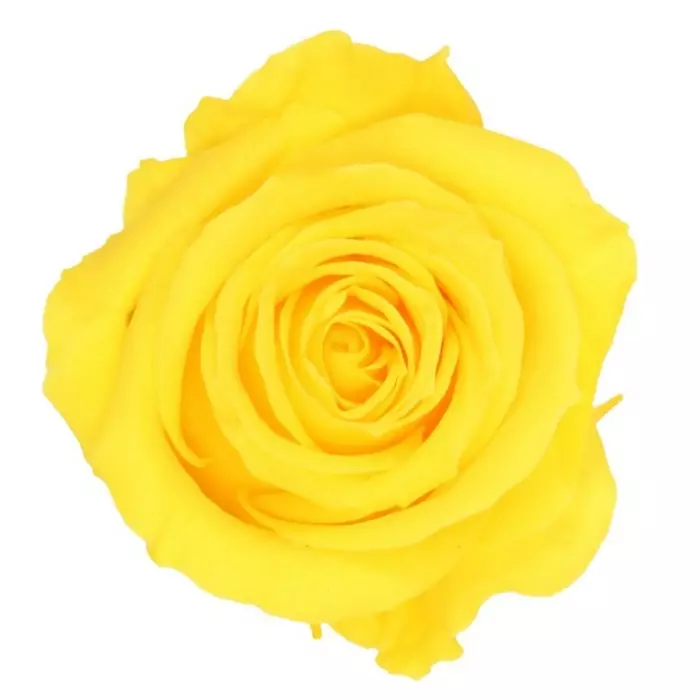 Бутоны розы "Bright Yellow" (Medium)