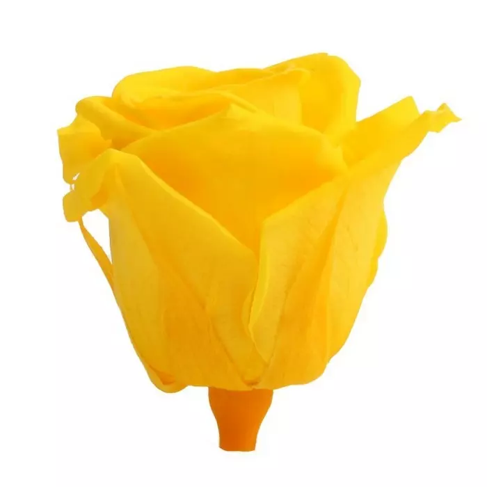 Бутоны розы "Bright Yellow" (Medium)