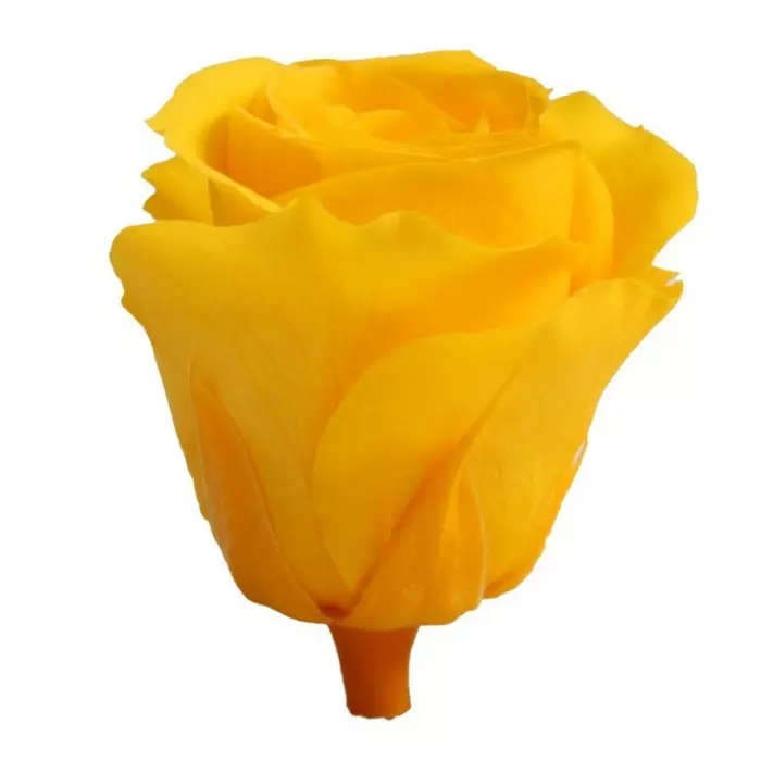 Бутоны розы "Warm Yellow" (Medium)