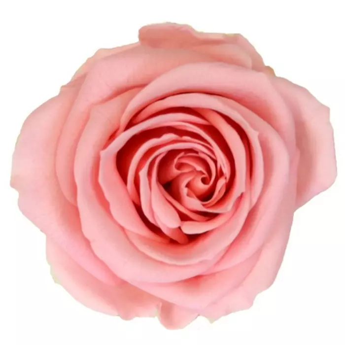 Бутоны розы "Vintage Pink" (Medium)