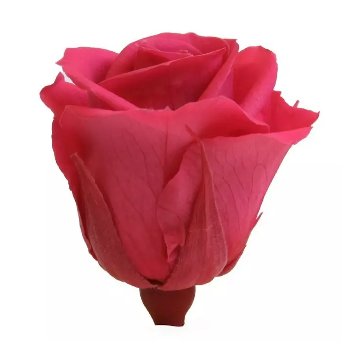 Бутоны розы "Dark Pink" (Medium)