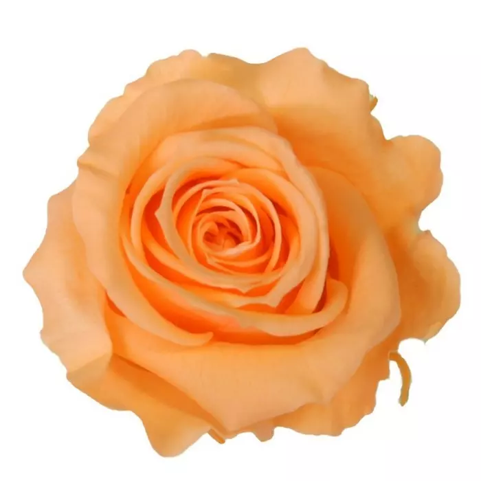 Бутоны розы "Peach" (Medium)