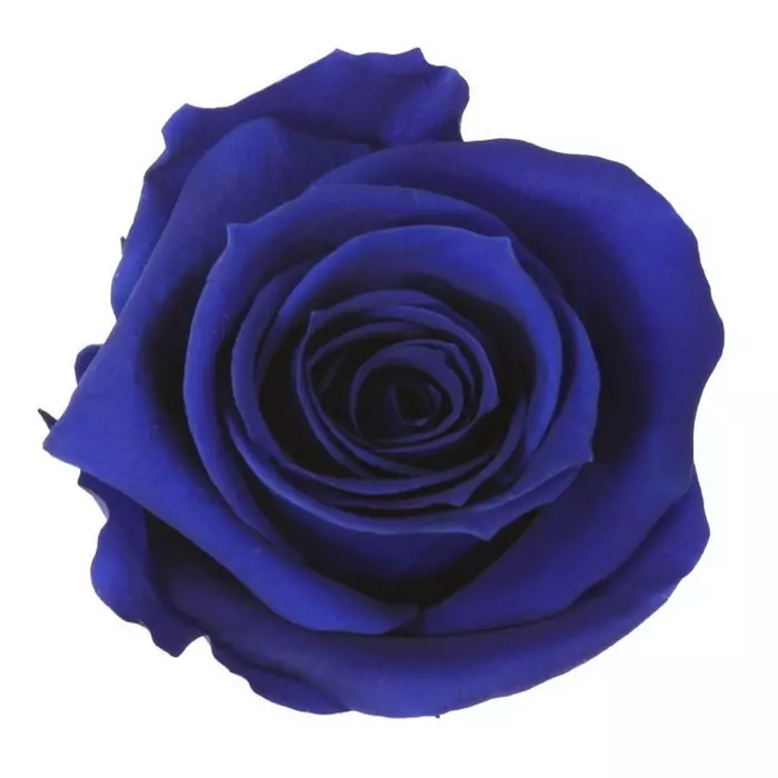 Бутоны розы "Dark Blue" (Medium)