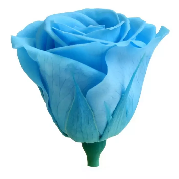 Бутоны розы "Light Blue" (Medium)