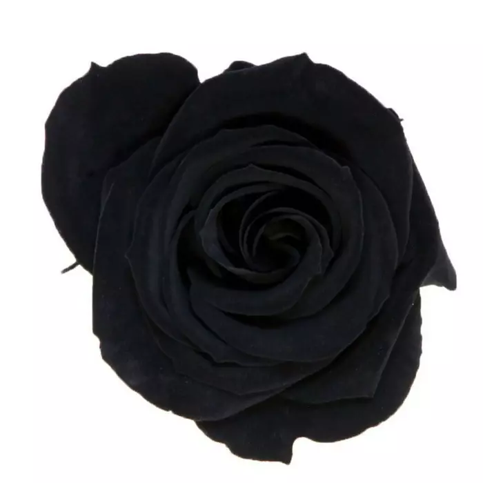 Бутоны розы "Black" (Medium)