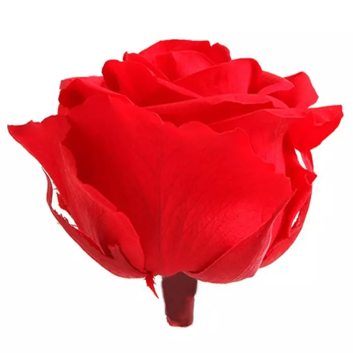 Бутоны розы "Red" (Premium)