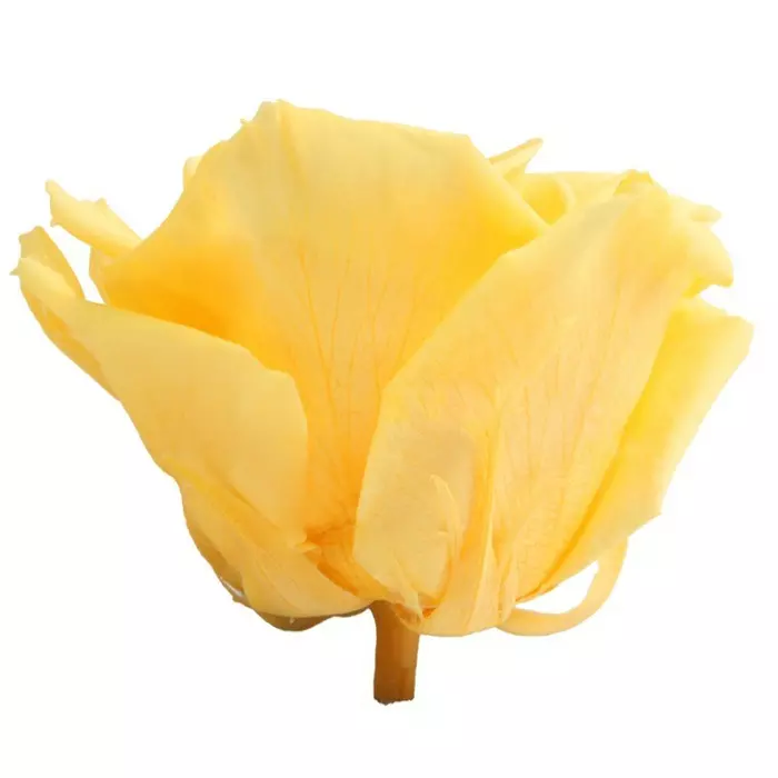 Бутоны розы "Bright Yellow" (Premium)