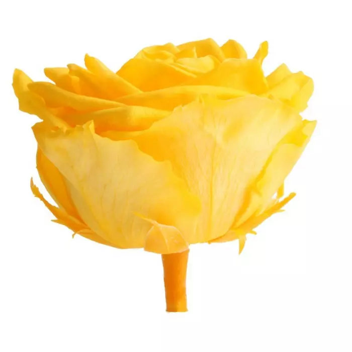 Бутоны розы "Warm Yellow" (Premium)