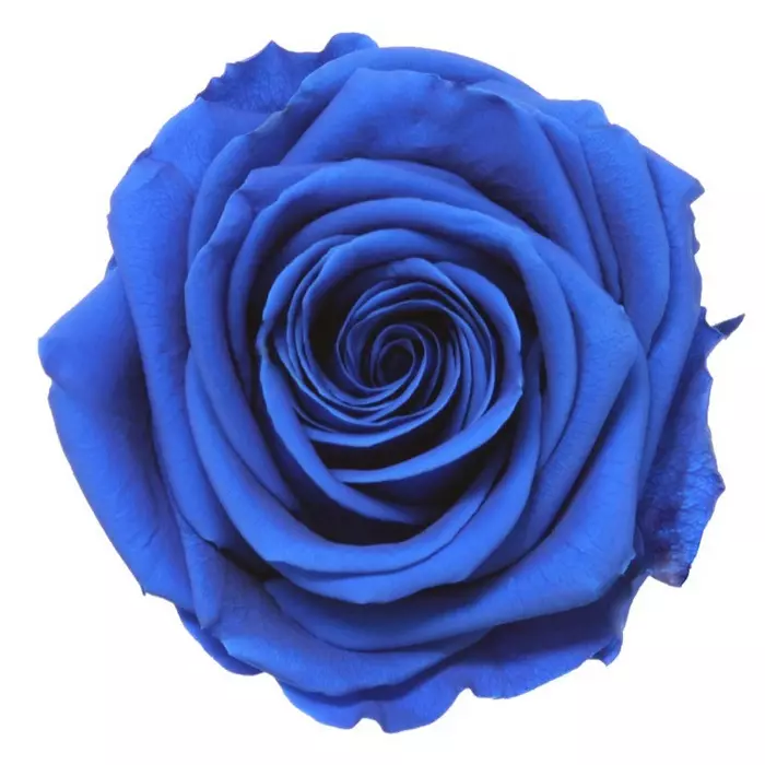 Бутоны розы "Dark Blue" (Premium)