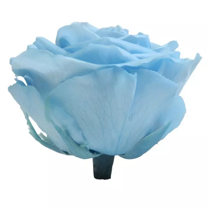 Бутоны розы "Light Blue" (Premium)