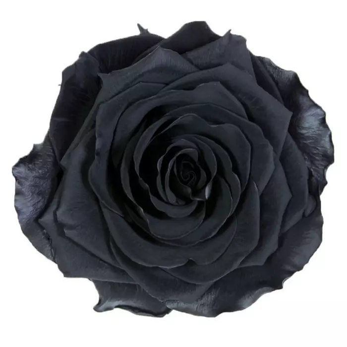 Бутоны розы "Black" (Premium)