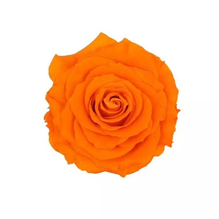 Бутон розы "Orange" (King)