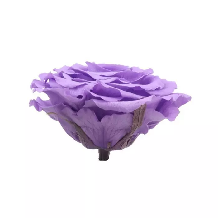 Бутон розы "Lilac" (King)
