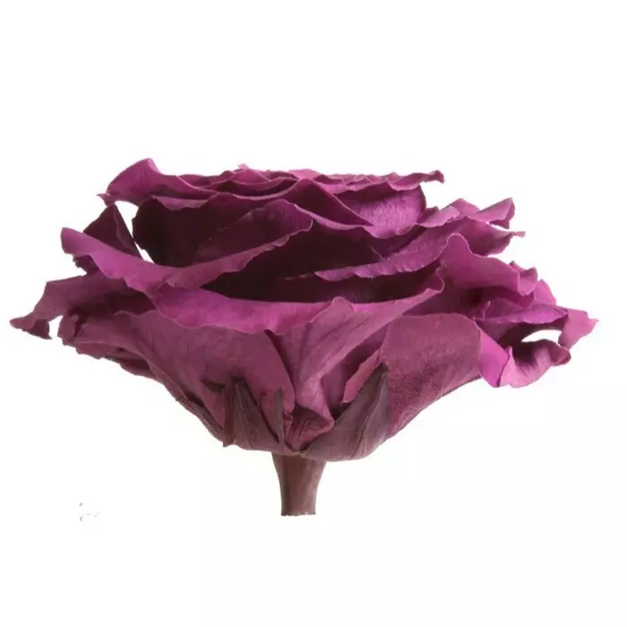 Бутон розы "Purple" (King)