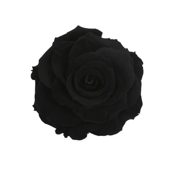 Бутон розы "Black" (King)