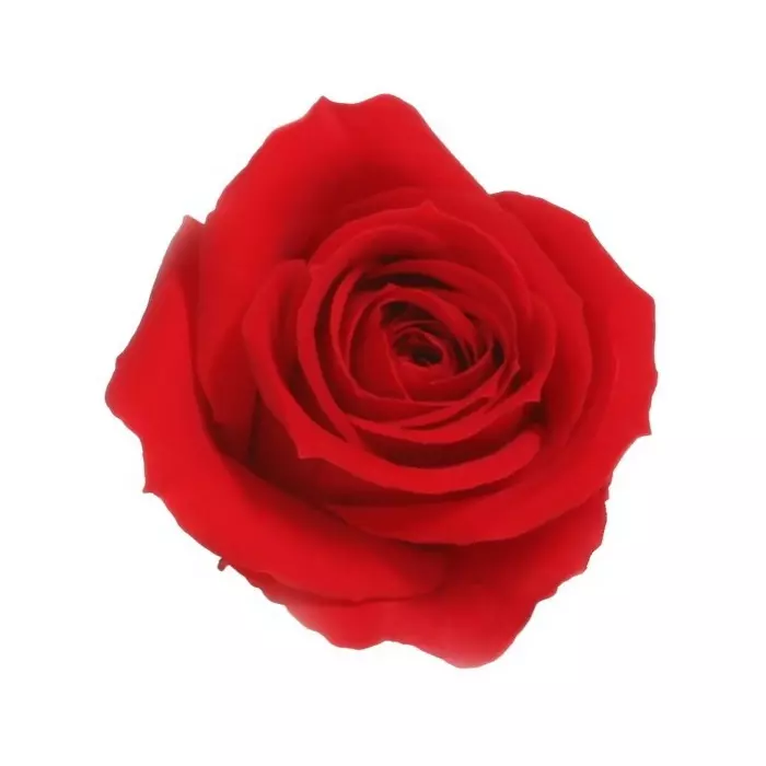 Бутоны розы "Red" (Mini)