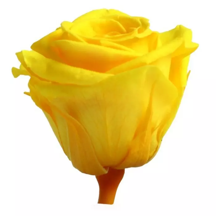 Бутоны розы "Bright Yellow" (Mini)