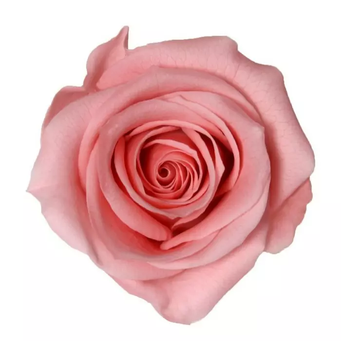 Бутоны розы "Vintage Pink" (Mini)